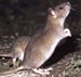 Rat Hunting - A Baltimore Memoir
